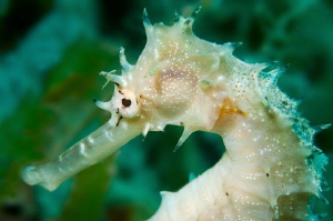 First Seahorse that I have seen! by Paul Colley 